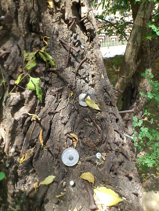 Coins of Rs. 1 and 2 hammered along with the nails in the cedar tree.