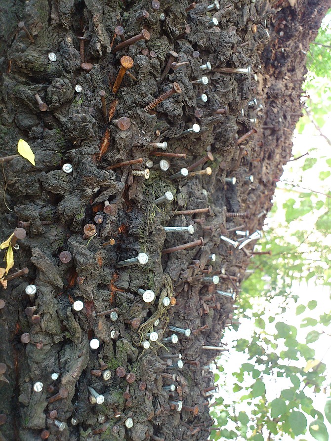 Close up of nails hammered into the cedar tree.