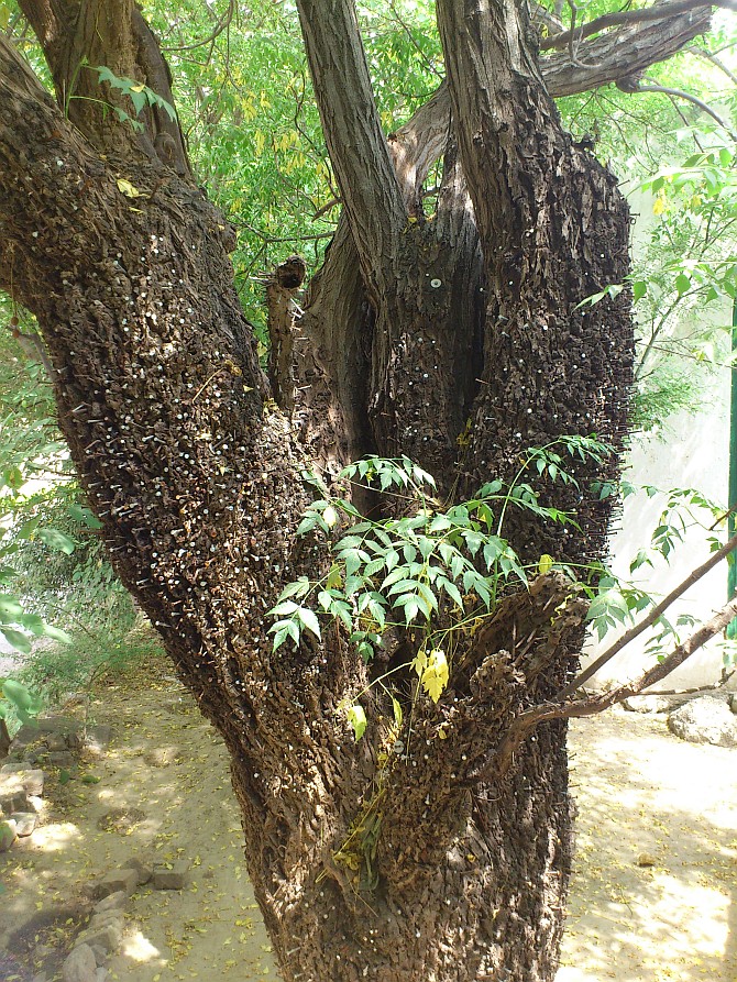 بکائن کا درخت جس میں کیلیں ٹھونکی گئی ہیں۔